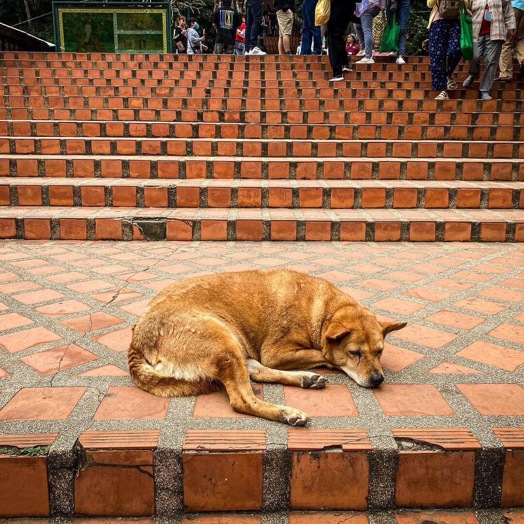  sacredtravel East_Asia Thailand Chiang_Mai Wat Phra That Doi Suthep